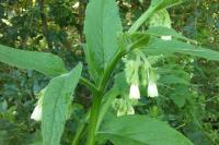 Symphytum officinale
