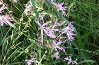 Lychnis flos-cuculi