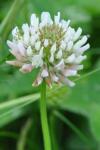 Trifolium repens