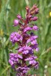 Gymnadenia conopsea