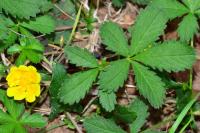 Potentilla reptans