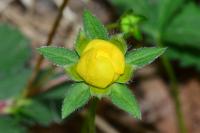 Potentilla reptans