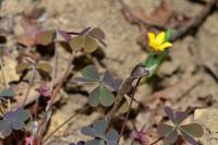 Oxalis corniculata