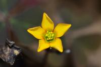 Oxalis corniculata