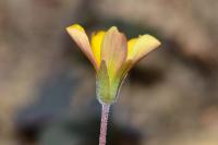 Oxalis corniculata