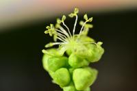 Mercurialis annua