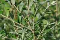 Salix caprea