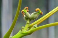 Juglans regia
