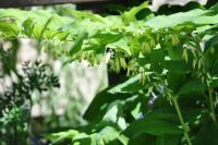 Polygonatum multiflorum