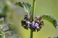 Ballota nigra