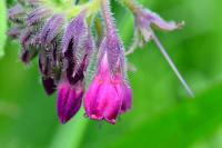 Symphytum officinale