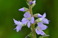 Veronica officinalis