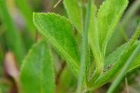Veronica officinalis