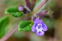 Ziziphora acinos
