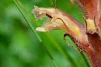 Orobanche minor