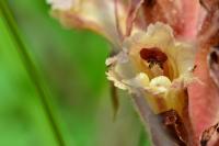 Orobanche minor