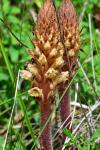 Orobanche minor