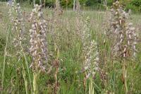 Himantoglossum hircinum