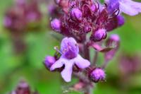Thymus serpyllum