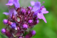 Thymus serpyllum