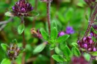 Thymus serpyllum