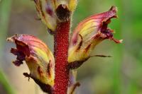 Orobanche gracilis
