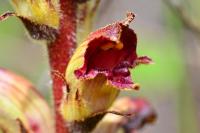 Orobanche gracilis