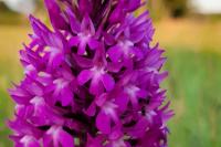 Anacamptis pyramidalis