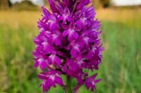 Anacamptis pyramidalis