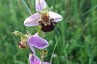 Ophrys apifera
