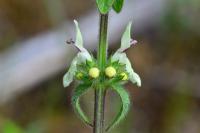 Stachys recta