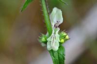 Stachys recta