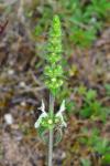 Stachys recta