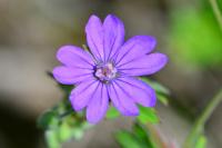 Geranium pyrenaicum