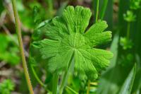 Geranium pyrenaicum