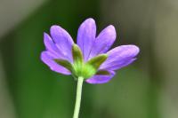 Geranium pyrenaicum