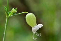 Silene vulgaris