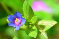 Lysimachia foemina