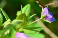 Lysimachia foemina