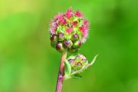 Poterium sanguisorba