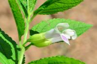 Melittis melissophyllum