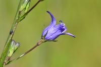 Campanula rapunculus