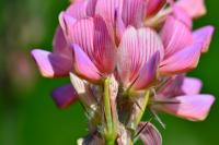Onobrychis viciifolia