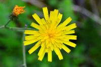 Hieracium maculatum