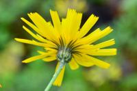 Hieracium maculatum