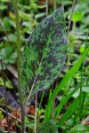Hieracium maculatum