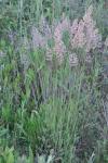 Holcus lanatus
