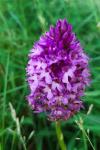 Anacamptis pyramidalis