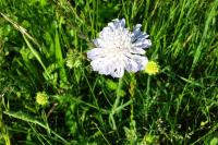 Scabiosa columbaria