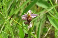 Ophrys apifera